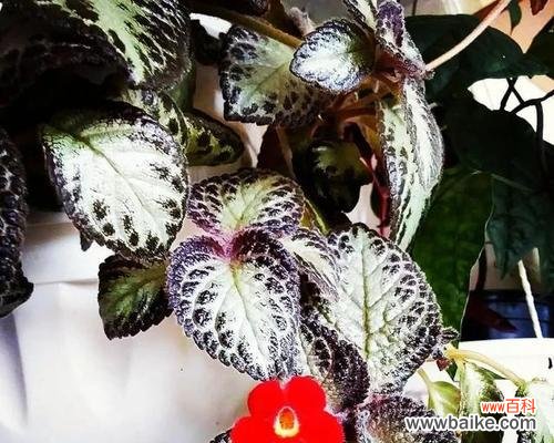 探寻花朵的语言 放弃的爱，如何以花为代表