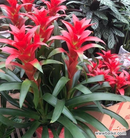 探讨代表财富和好运的花卉及其意义 用花朵招财纳福,祈求好运连连