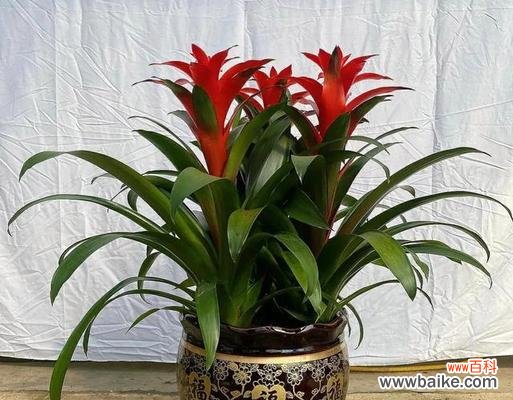 探讨代表财富和好运的花卉及其意义 用花朵招财纳福,祈求好运连连