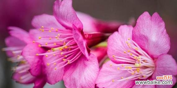 寻找象征心灵解放的花朵 用何种花代表放弃感情