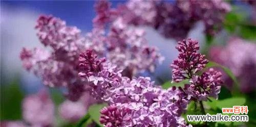 寻找象征心灵解放的花朵 用何种花代表放弃感情