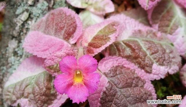 寻找象征心灵解放的花朵 用何种花代表放弃感情