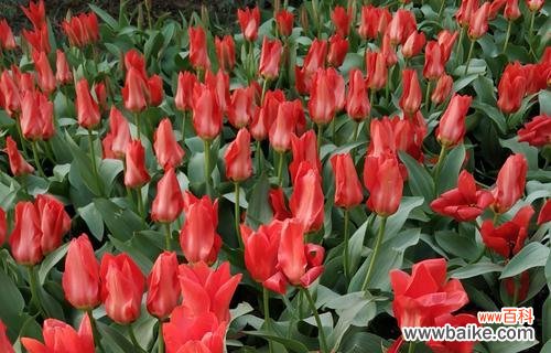 感恩有你——花朵代表感谢的意义与方式 用花表达感谢之美