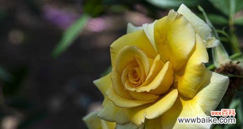 感恩有你——花朵代表感谢的意义与方式 用花表达感谢之美