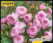 以白兰花为象征 和平之花
