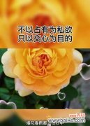 唯美友情的花朵盛开 以菊花代表红颜知己