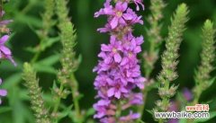 探寻孤独的美与哀 孤独之花——以菊花代表孤独