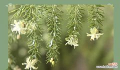 解读文竹开花的奇迹与美丽 文竹开花寓意与象征意义