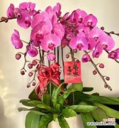 探索兰花花语的深层含义 兰花花语的奇妙世界