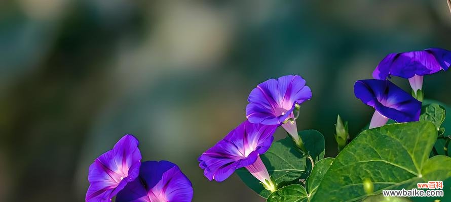 探寻幸福的秘密花语 花海中的快乐