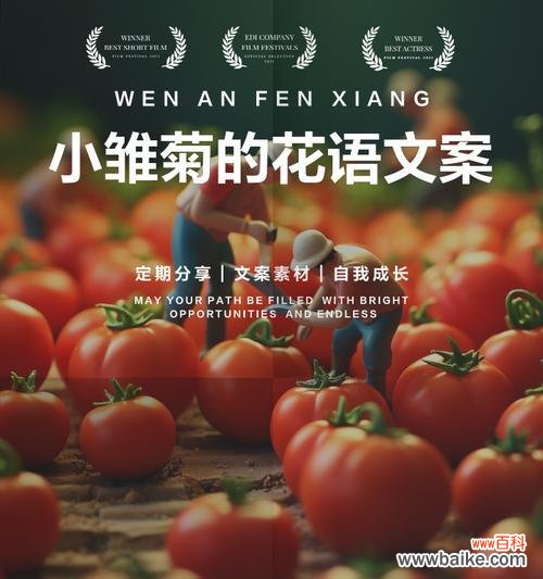 用花语述说心意 缤纷雏菊之花语