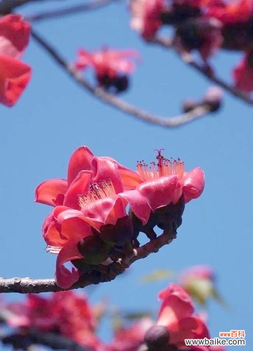 探寻木棉花的美丽与内涵 木棉花的寓意象征及其深远意义
