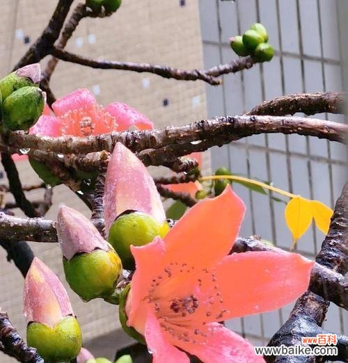 探寻木棉花的美丽与内涵 木棉花的寓意象征及其深远意义