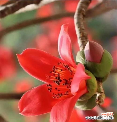 探寻木棉花的美丽与内涵 木棉花的寓意象征及其深远意义