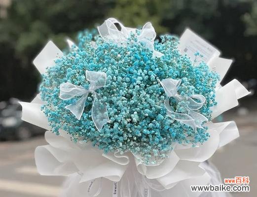 探索满天星的寓意与魅力 满天星花的象征意义及其美丽之处