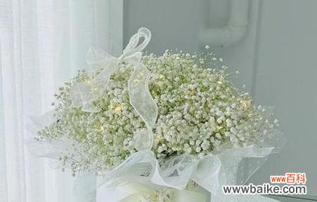 探索满天星的寓意与魅力 满天星花的象征意义及其美丽之处