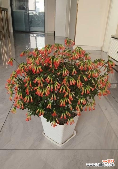 延年益寿 宫灯长寿花——祝福与希望的象征