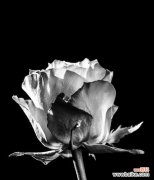 解读十四朵玫瑰所代表的意义 十四朵玫瑰的含义与象征