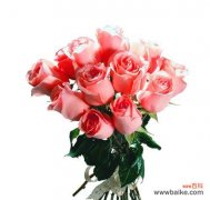 探究粉玫瑰在送礼中的特殊含义和心意 粉玫瑰的象征意义及传达情感的艺术