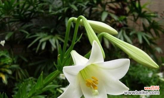 深情厚谊 百合花的寓意与象征意义