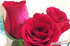 用花语传达情感 花语之美