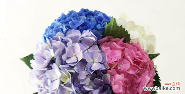 用花语传达情感 花语之美