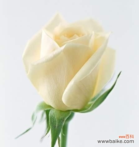 纯洁之花 白玫瑰的含义与象征