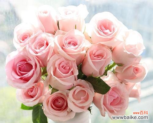 探索粉色玫瑰的浪漫寓意与文化历史 粉色玫瑰的象征意义与传统用途