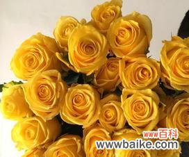 黄玫瑰的象征与寓意 以送黄玫瑰表达的意义