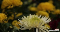 探寻菊花在不同文化中的多重意义 菊花的象征意义及送菊花的寓意