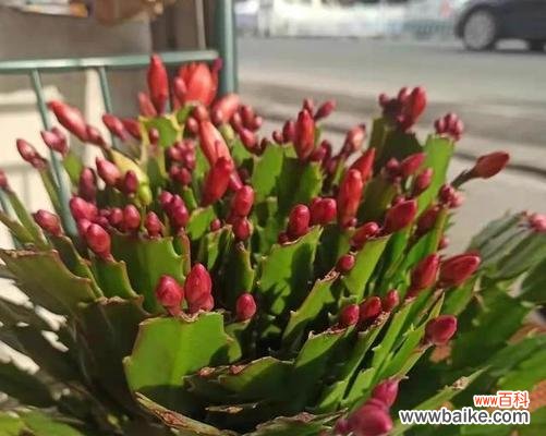 以何种花代表吉祥好运 吉祥好运之花开幸福