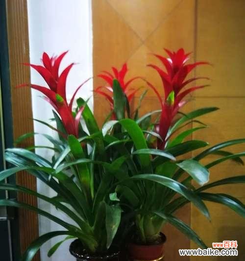 以何种花代表吉祥好运 吉祥好运之花开幸福