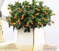 以何种花代表吉祥好运 吉祥好运之花开幸福