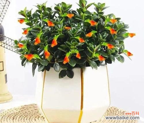 以何种花代表吉祥好运 吉祥好运之花开幸福