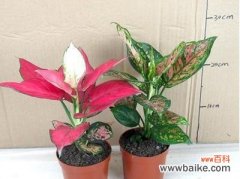 以花为象征 花开吉祥如意绵绵