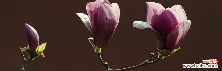 用蔷薇花勾勒出生命的坚强 盛开的蔷薇,坚韧不拔的力量