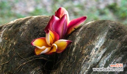 用蔷薇花勾勒出生命的坚强 盛开的蔷薇,坚韧不拔的力量