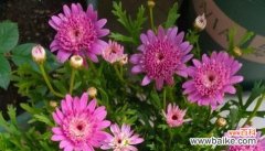 探寻自豪与自尊之间的微妙边界 以骄傲之花绽放的心——自豪人士的象征