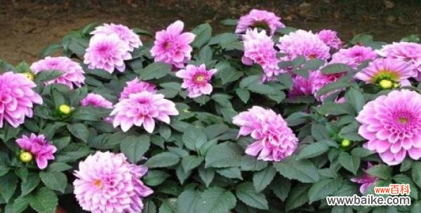 以百合花的花语探究结束的含义和象征 花语告别