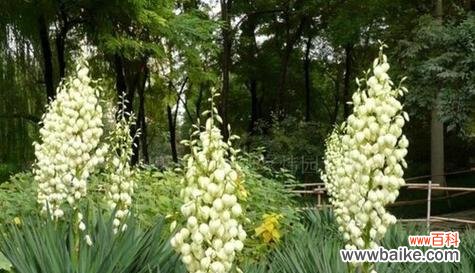 以罂粟花为象征的救赎之旅 花开救赎