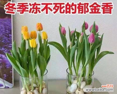 以花为媒体 可爱花之美