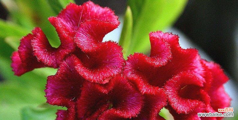 阳光般的花朵 以向日葵代表开心快乐