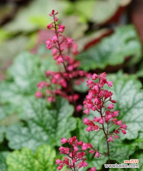 阳光般的花朵 以向日葵代表开心快乐
