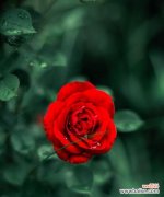 探索不同花朵的浪漫象征意义 花语浪漫