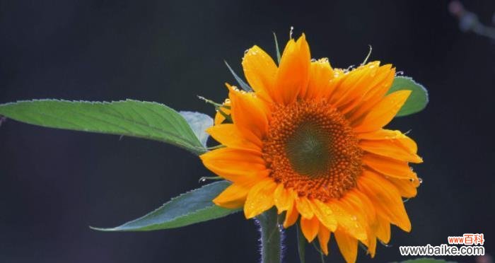 老师如同向日葵的辛勤灿烂 以向日葵代表老师的敬意