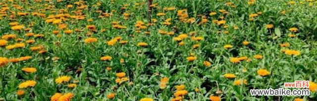 以花代表离别 离别之花——寄托别离情思