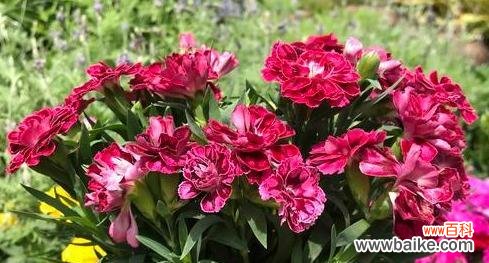 花开时 用花瓣编织母爱的绚烂——以花为象征,表达母亲的伟大情怀