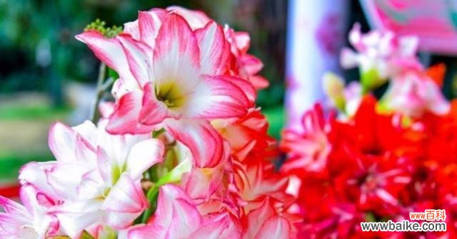 花开时 用花瓣编织母爱的绚烂——以花为象征,表达母亲的伟大情怀