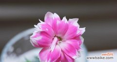 选择合适的花朵来传达心声 用花来表达母亲节的爱意