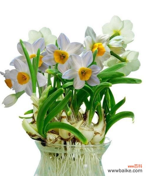 探索男人与玫瑰之间的情感联系 以玫瑰代表男人，赋予阳刚之美